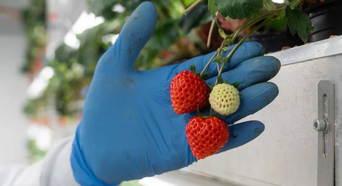 Meet Oishii, the Tesla of strawberries that could upend the $1.3 trillion produce market