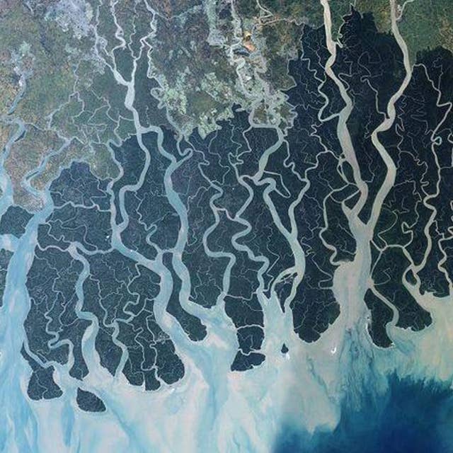 Why India-Bangladesh Need To Prevent Destruction Of Sunderbans