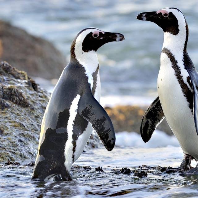 Why are female penguins getting stranded?