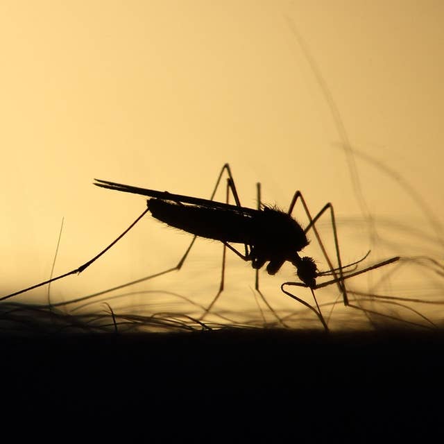 New Ways to Fight Malaria