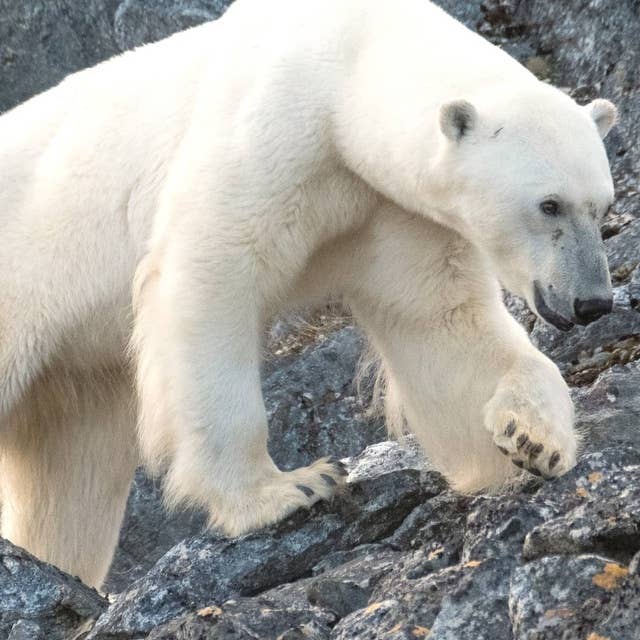 Del 2/3. Svalbard - Hur klarar isbjörnen ett varmare Arktis?