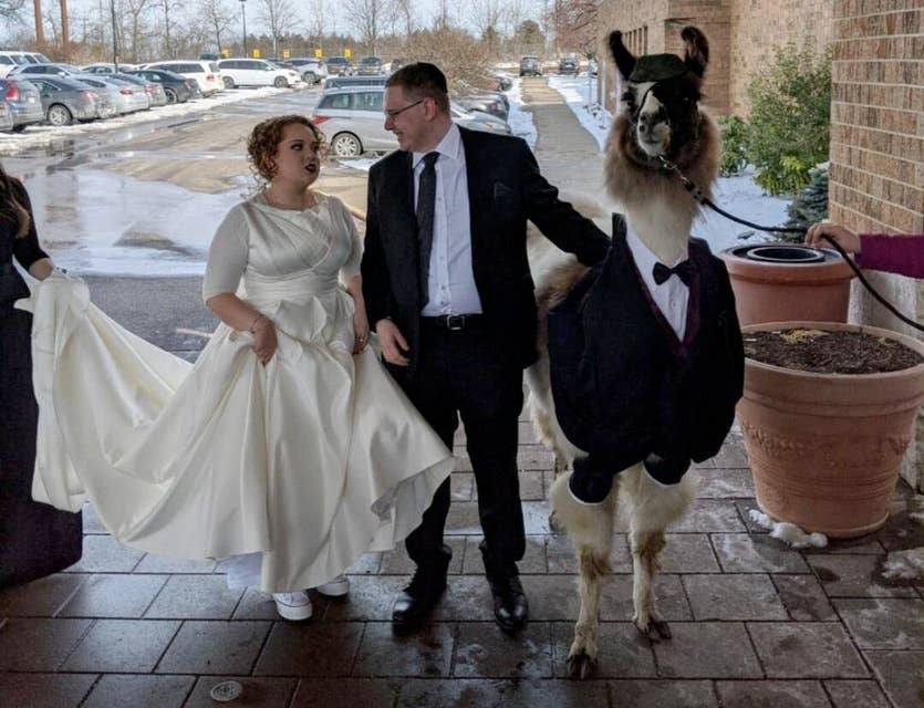 Encore: Llama at a Wedding