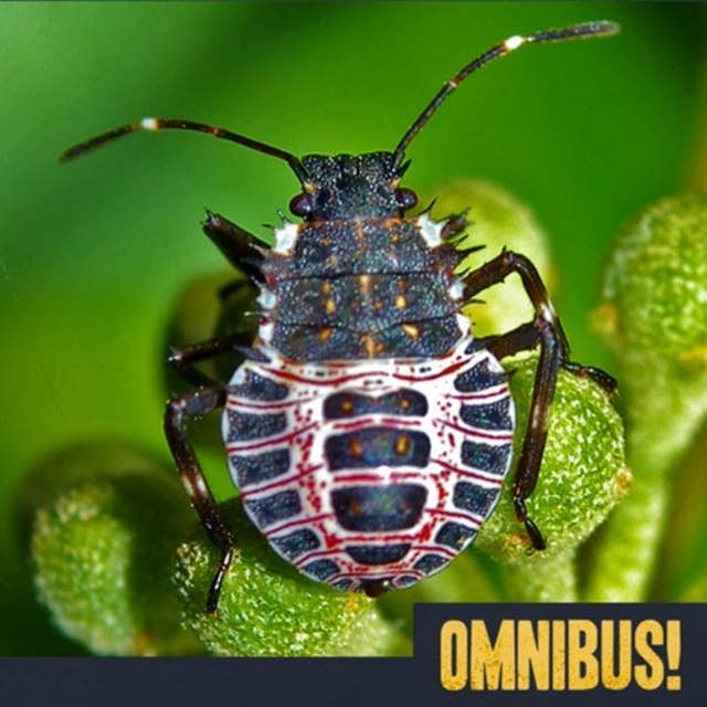 Episode 108: Marmorated Stink Bugs (Entry 761.LV1120)