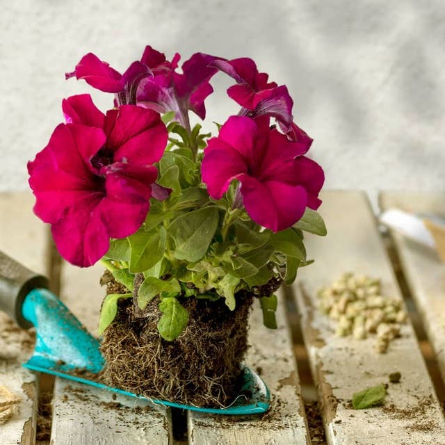 Tulpaners hemligheter och rätt växt på rätt plats