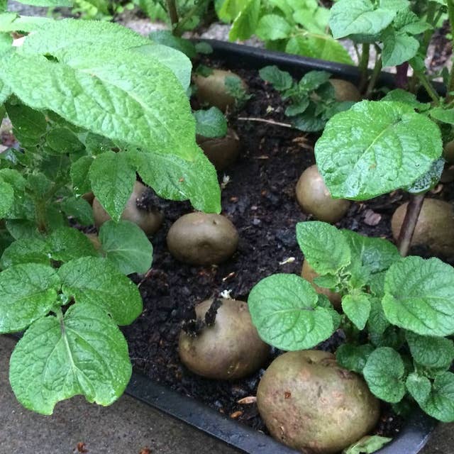 Larver med mustascher och plantering av potatis