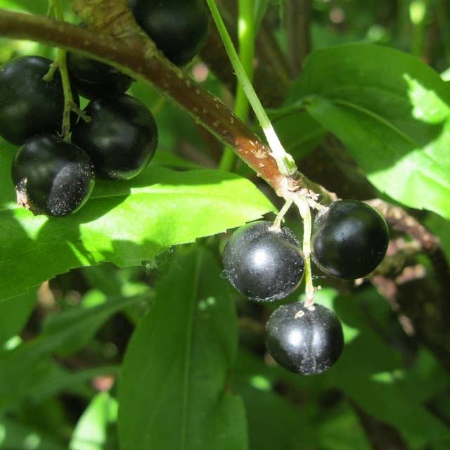 Sötma och c-vitamin i svarta vinbär