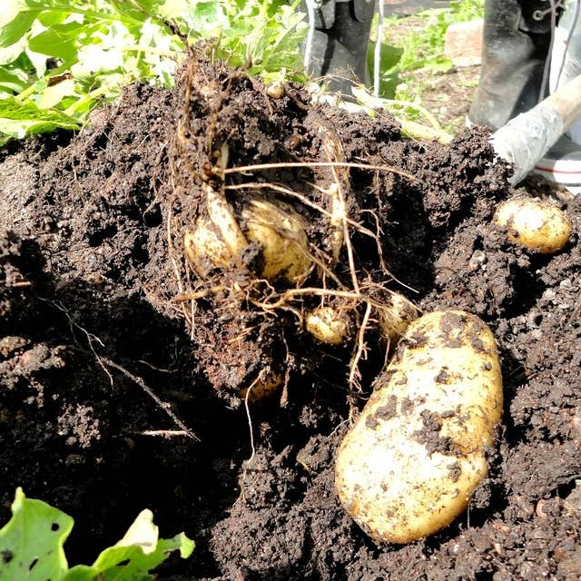 Potatisfrukter, rengöring av redskap och radiohistoria