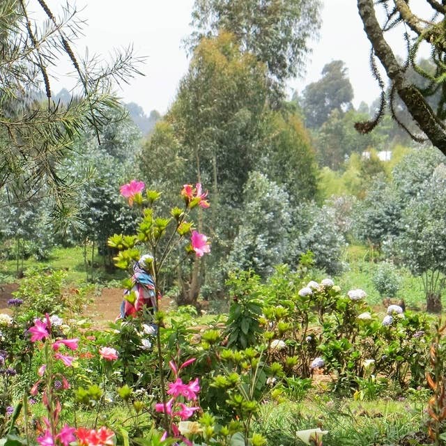 Vi besöker en märkvärdig trädgård i Rwanda och hoppas på goda råd om vattning i semestertider