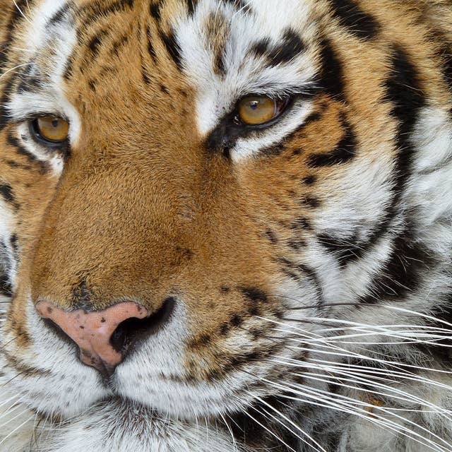 A Siberian tiger named Bloody Mary