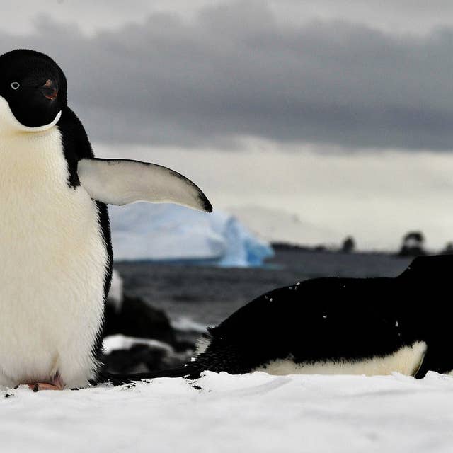 A harsh life among ‘super over-caffeinated’ penguins