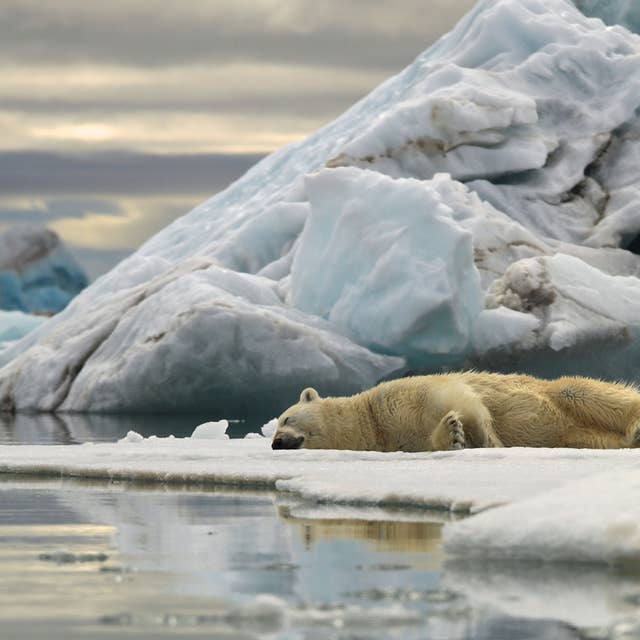 Return to Svalbard: Earth's icy food chain is about more than polar bears