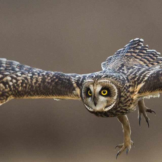 Owls: Nature’s hunting machine