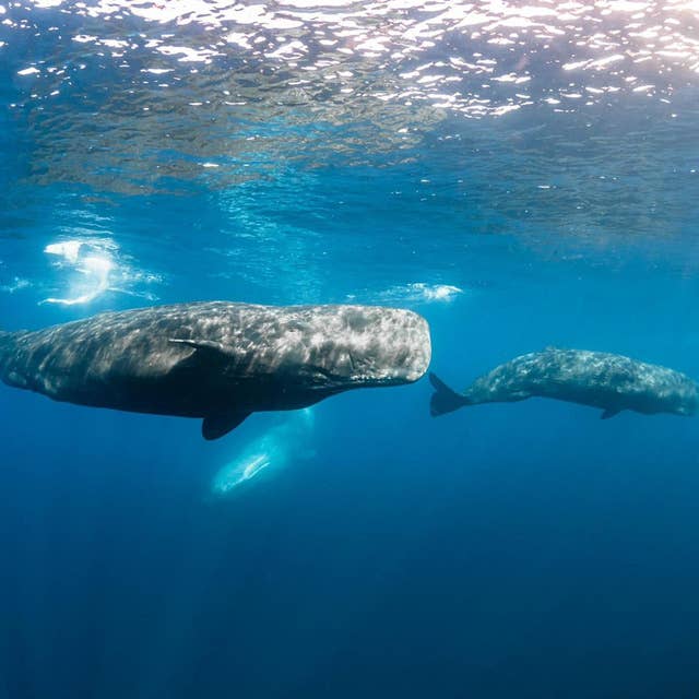 WILD BITES: How does a sperm whale survive the crushing depths a mile underwater?