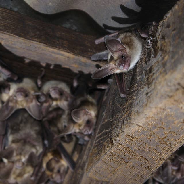 Bats: Busting the myths