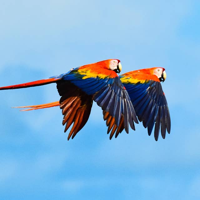 The Flight of the Scarlet Macaw