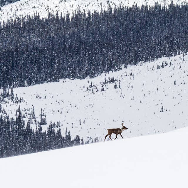 Saving the mountain caribou