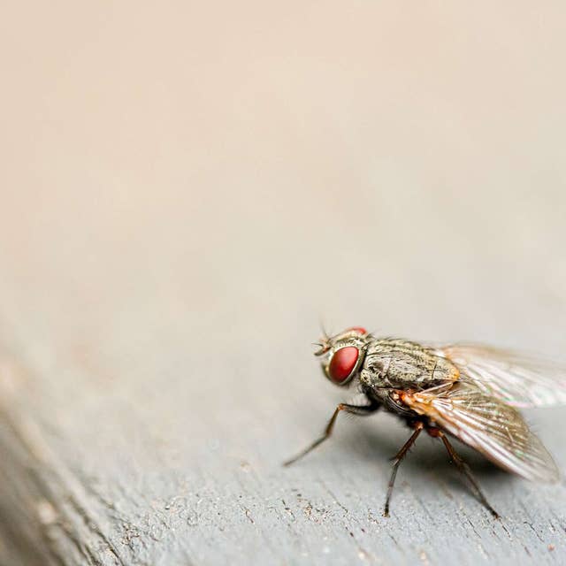 Why it’s so hard to swat a fly