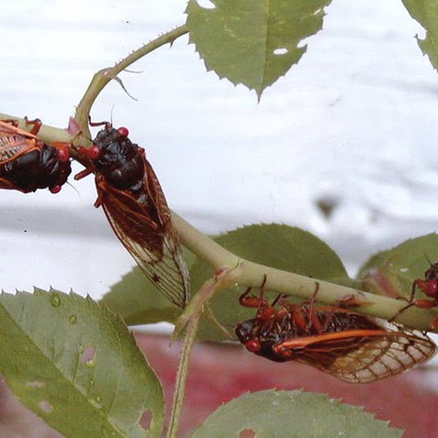 Billions of bugs: life of a cicada underground