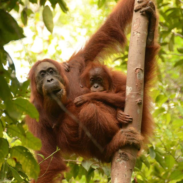 Orangutans: people of the forest