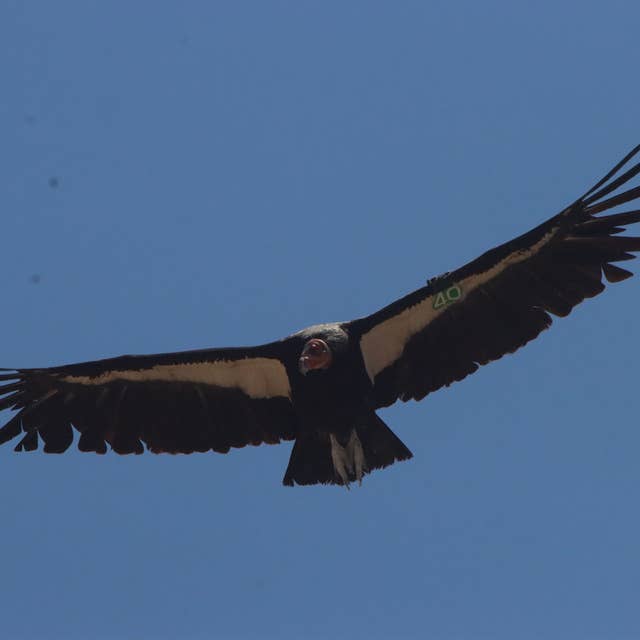 California’s condor: the dinosaur bird