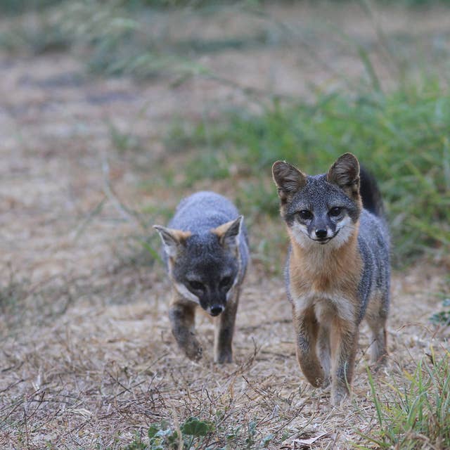 The rise and fall…and rise...of the island fox