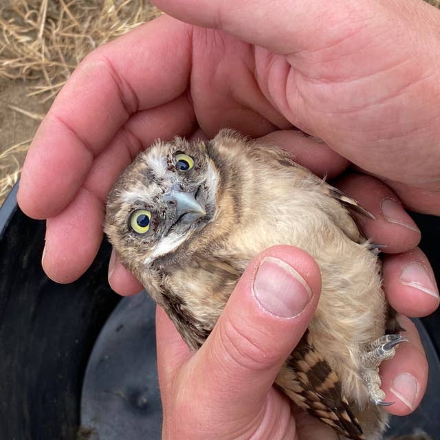 Goodbye chemical weapons, hello burrowing owls