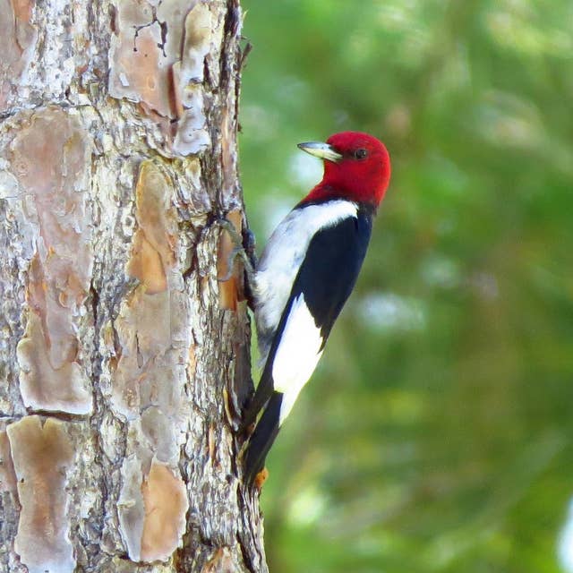Hard Knocks: Lessons from the woodpecker