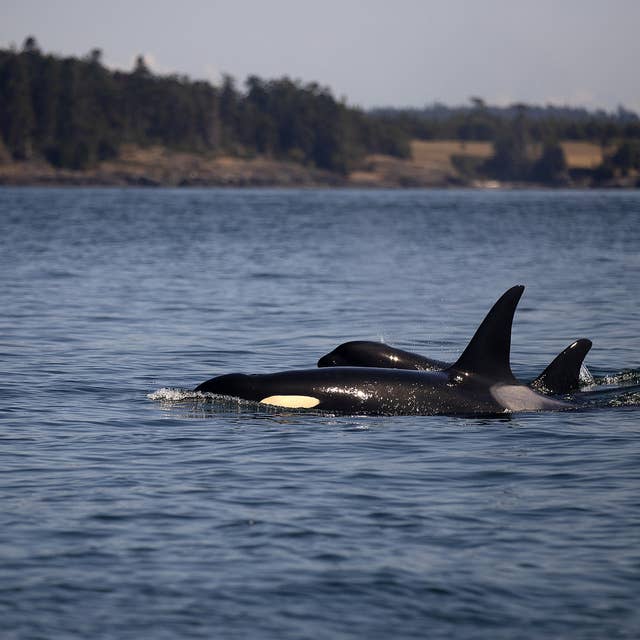 Eavesdropping on orcas: love, grief, and family