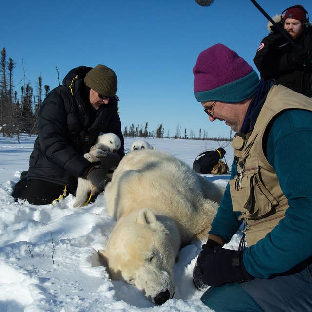 The polar bears of Hudson Bay: cubs, climate, and calories, part 2