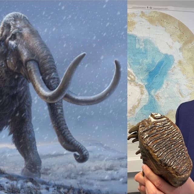 Så kan rekordgammalt mammut-dna hjälpa hotade djur idag