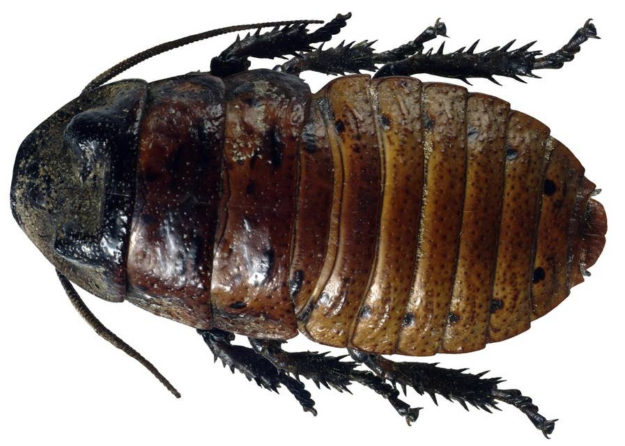 Cockroach Caca Contains Chemical Messages Made by Microbes