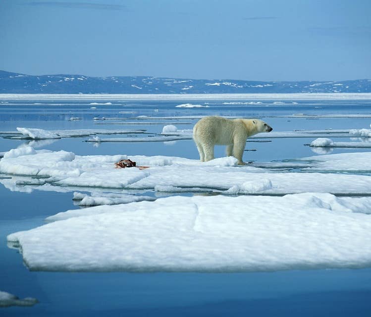 Polar Bears Must Work Harder on Faster Sea Ice Treadmill