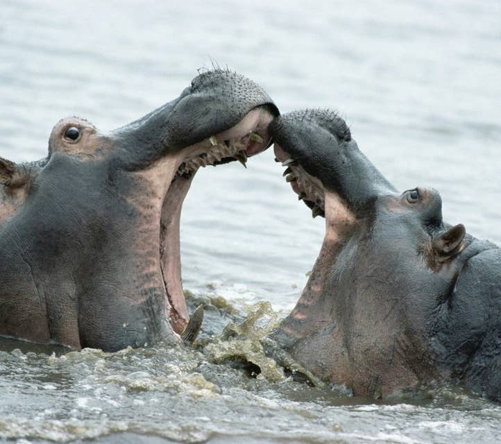 Hippo Meat-Munching May Explain Their Anthrax Outbreaks