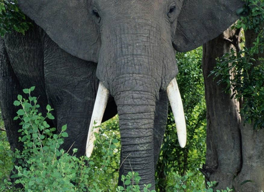 Elephant Ivory DNA Reveals Poaching Hotspots