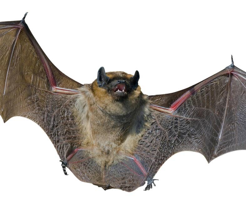 Bats Beat Ebola with Hypervigilant Immunity