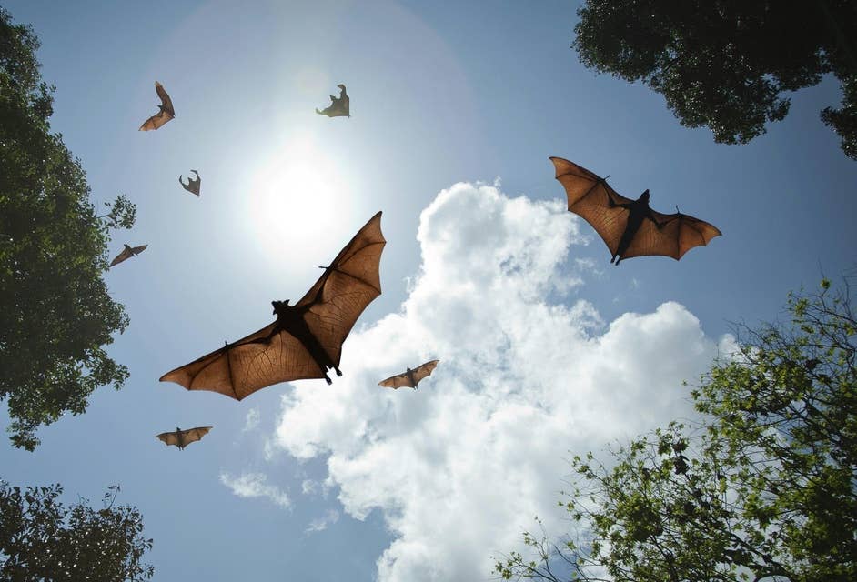 Eavesdrop on Echolocation to Count Bats