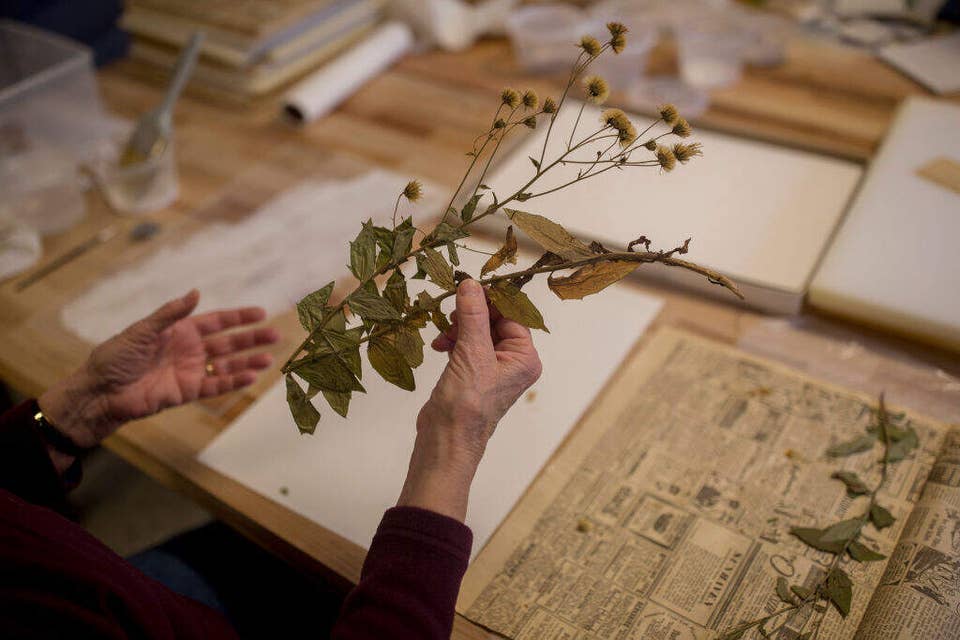 The hidden value of herbariums
