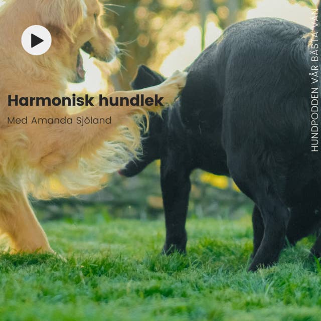 Harmonisk hundlek