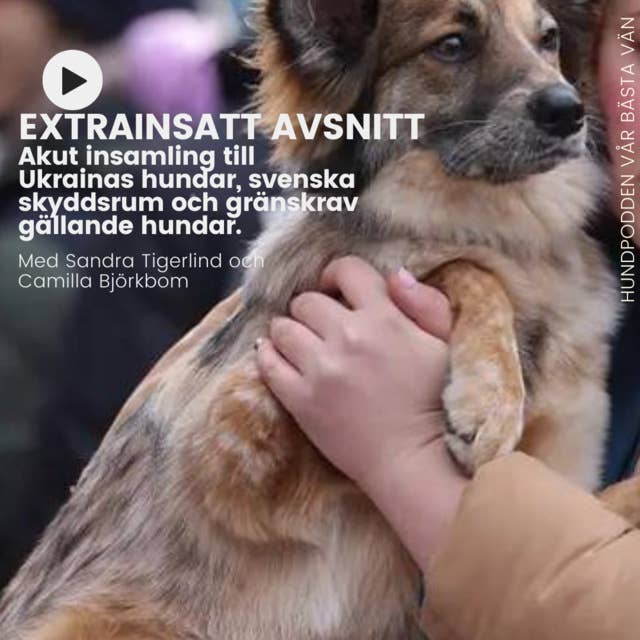 EXTRAINSATT AVSNITT: Akut insamling till Ukrainas hundar, svenska skyddsrum och gränskrav gällande hundar