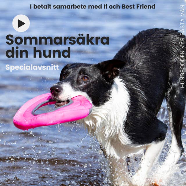 Sommarsäkra din hund