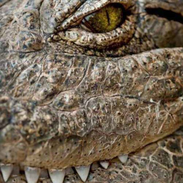 Krokodiler åt 1.000 personer vid samma tillfälle!
