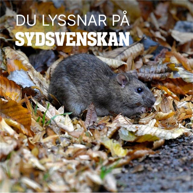 Varför kryllar det av råttor i Malmö?