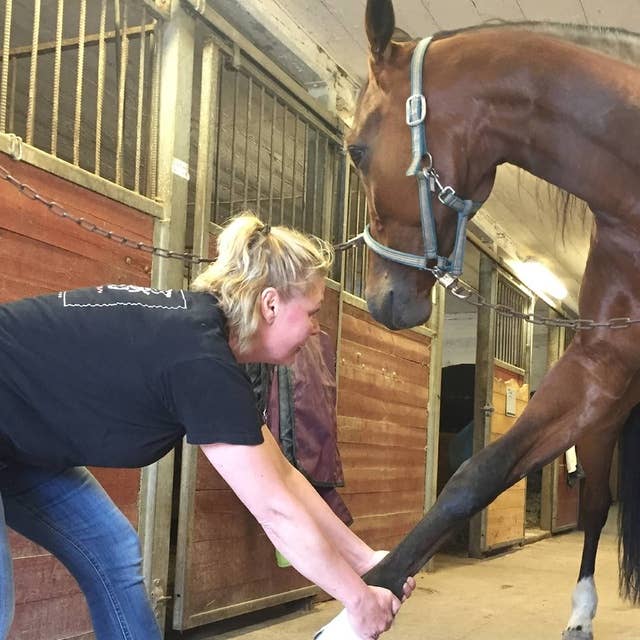 Massage för hästar – med Pia Saxin