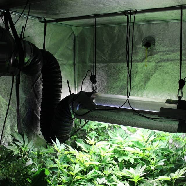 Cannabisodlingarna växer över landet – polisen har svårt hitta odlarna