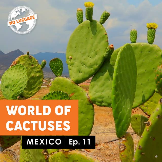 World of Cactuses
