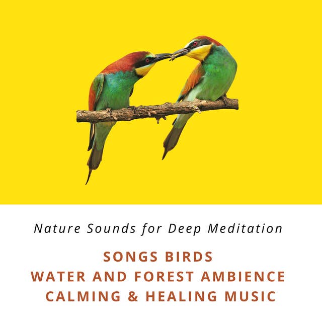 Nature Sounds for Deep Meditation: Song Birds, Water & Forest Ambience, Bird Calls, Calming & Healing Music: Premium-XXL-Bundle (Nature Sounds with and without music)
