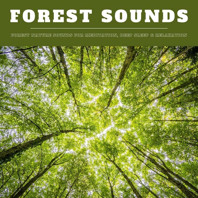 Forest Sounds: Forest Nature Sounds for Meditation, Deep Sleep & Relaxation