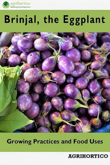 Brinjals, the Eggplant: Growing Practices and Food Uses