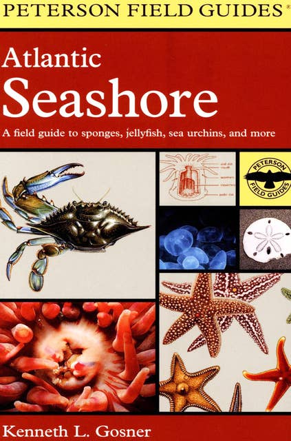 Atlantic Seashore: A Field Guide to Sponges, Jellyfish, Sea Urchins, and More