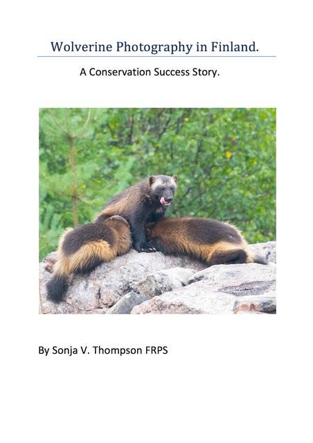 Wolverine Photography in Finland: A Conservation Success Story